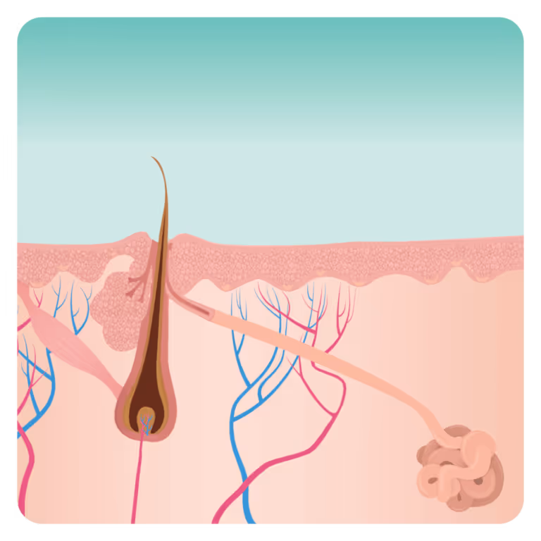 Diagram of a cross-section of human skin showing hair follicle and sebaceous gland.